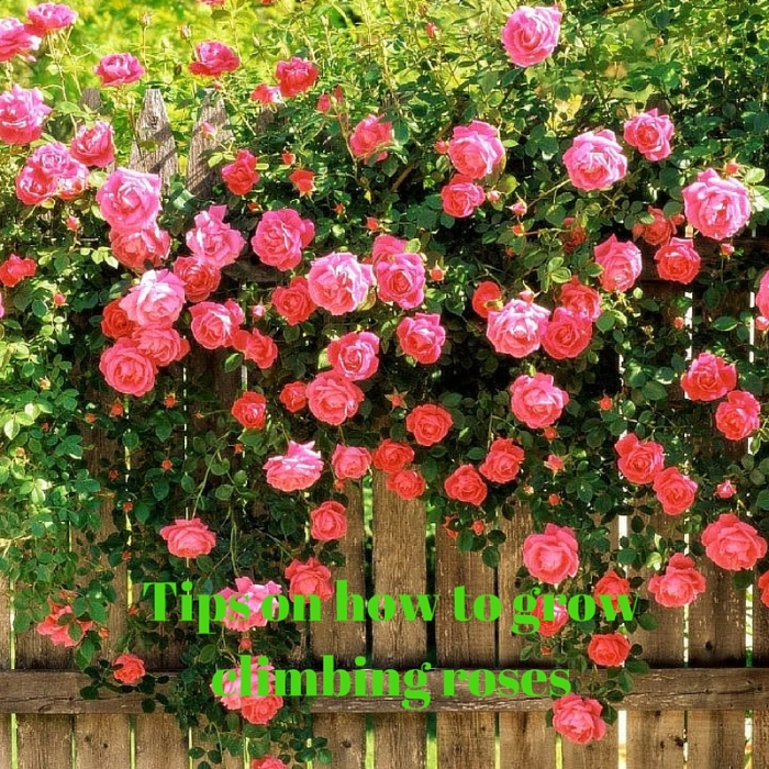Tips on how to grow climbing roses