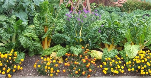 best-plants-for-your-garden