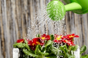 Showering your plants